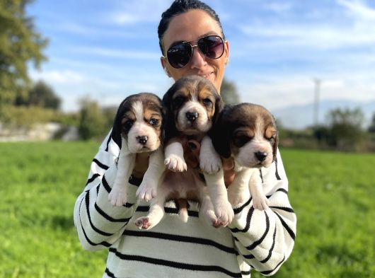 Beagle Yavrularım Sağlık Ve Itk Garantilid