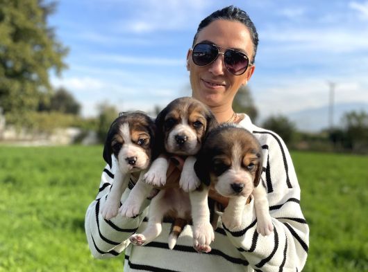 Beagle Yavrularım Sağlık Ve Itk Garantilid görsel
