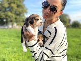 Beagle Yavrularım Sağlık Ve Itk Garantilid