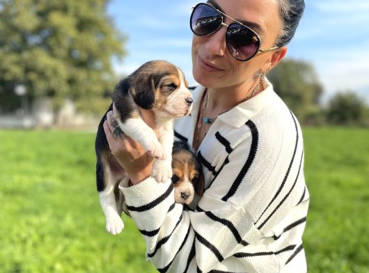 Beagle Yavrularım Sağlık Ve Itk Garantilid görsel