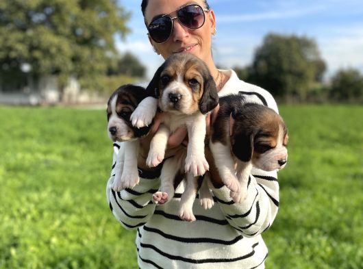 Beagle Yavrularım Sağlık Ve Itk Garantilid görsel