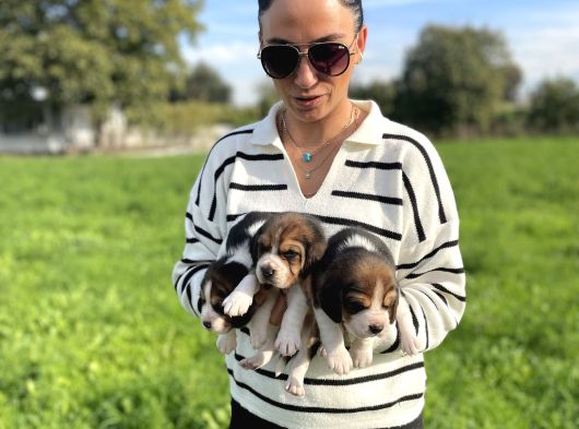Beagle Yavrularım Sağlık Ve Itk Garantilid görsel