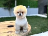 Tedy face Pomeranian Boo