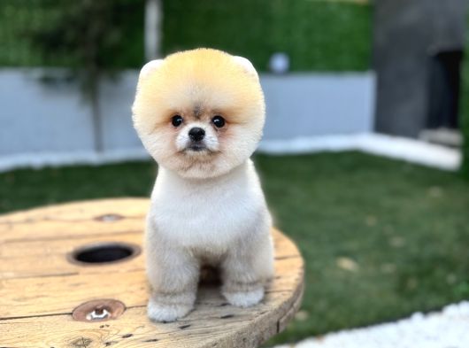Tedy Face Pomeranian Boo