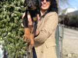 Doberman yavrularım sağlık ve ırk garantili