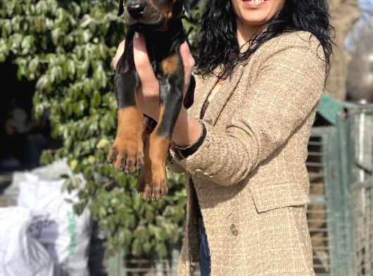 Doberman Yavrularım Sağlık Ve Irk Garantili görsel