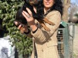 Doberman Yavrularım Sağlık Ve Irk Garantili