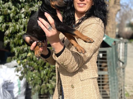 Doberman Yavrularım Sağlık Ve Irk Garantili görsel