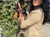Doberman Yavrularım Sağlık Ve Irk Garantili