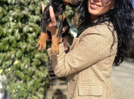 Doberman Yavrularım Sağlık Ve Irk Garantili görsel