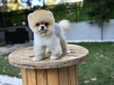 Tedy Face Pomeranian Boo