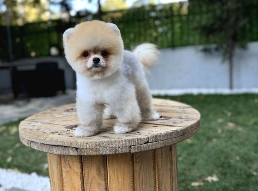 Tedy Face Pomeranian Boo görsel