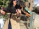 Doberman Yavrularım Sağlık Ve Irk Garantili