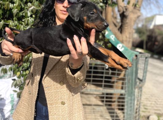Doberman Yavrularım Sağlık Ve Irk Garantili görsel