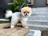 Tedy Face Pomeranian Boo