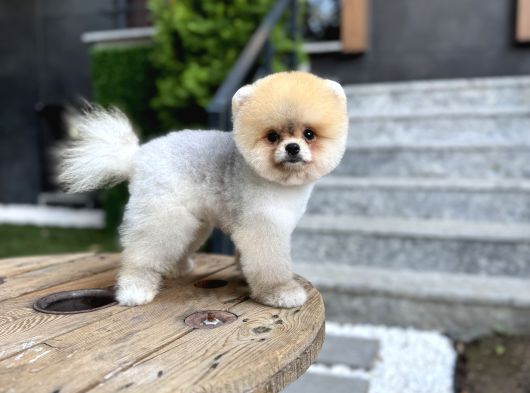 Tedy Face Pomeranian Boo görsel