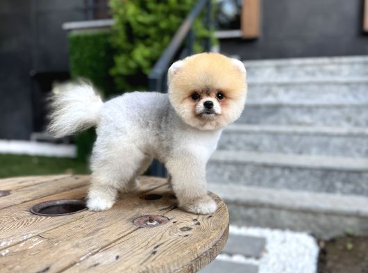 Tedy Face Pomeranian Boo görsel