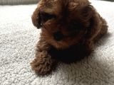 Toy Poodle Küçük Kore Özel Seri
