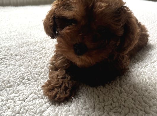 Toy Poodle Küçük Kore Özel Seri görsel