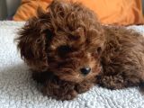 Toy Poodle küçük kore özel seri