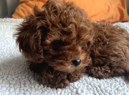 Toy Poodle Küçük Kore Özel Seri