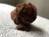 Toy Poodle Küçük Kore Özel Seri