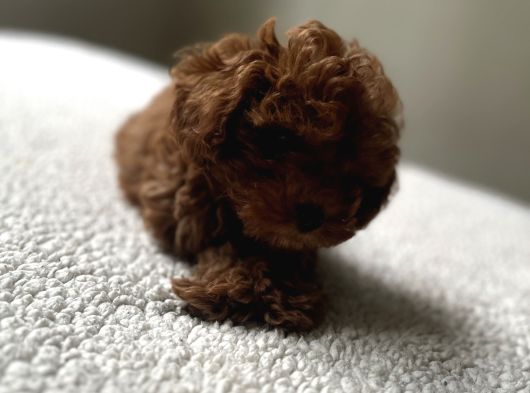 Toy Poodle Küçük Kore Özel Seri görsel