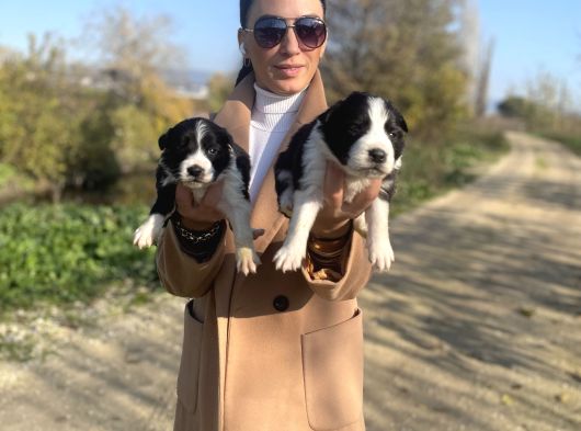 Border Colie Yavrularım Sağlık Ve Irk Garantilid görsel