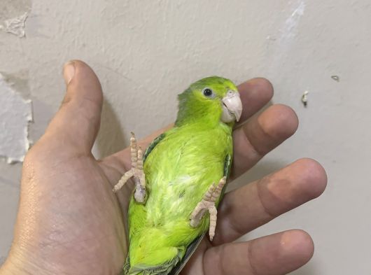 Forpus Papağanı El Besleme Şırınga Beslemesi  - 81 İle Gönde görsel