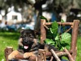 K-9 Showline Uzun Tüy