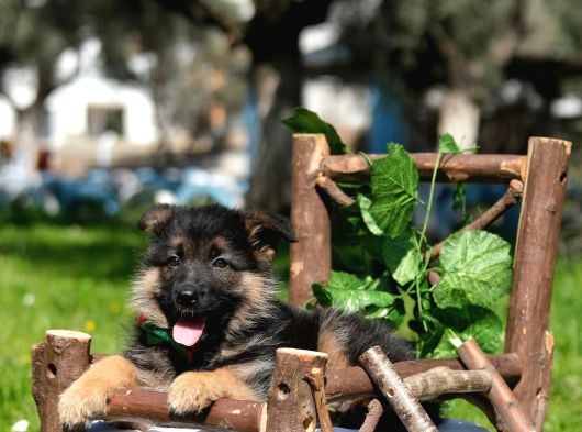 K-9 Showline Uzun Tüy görsel
