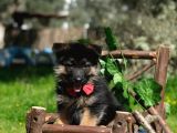 K-9 showline uzun tüy