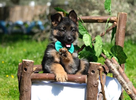 K-9 Showline Uzun Tüy görsel