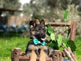 K-9 Showline Uzun Tüy