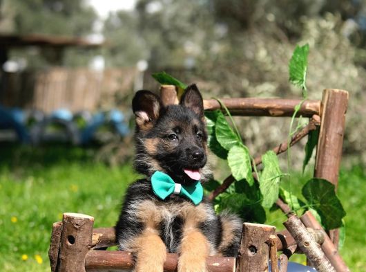 K-9 Showline Uzun Tüy görsel