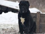 Black Panter