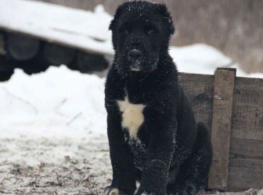 Black Panter görsel