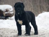 Black panter