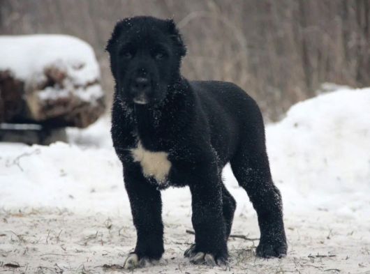 Black Panter