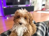 MALTİPOO KORE
