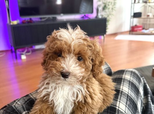 Malti̇poo Kore