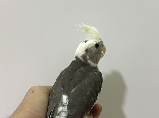 Sultan Papağani - 81 İle Gönderim Var görsel