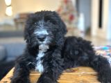 Sheepadoodle Yavrusu