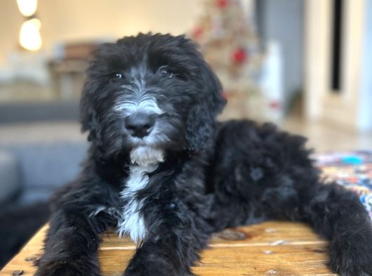 Sheepadoodle Yavrusu görsel