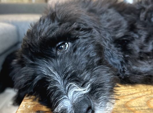 Sheepadoodle Yavrusu görsel