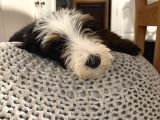 Bernedoodle