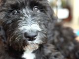 Sheepadoodle yavrusu