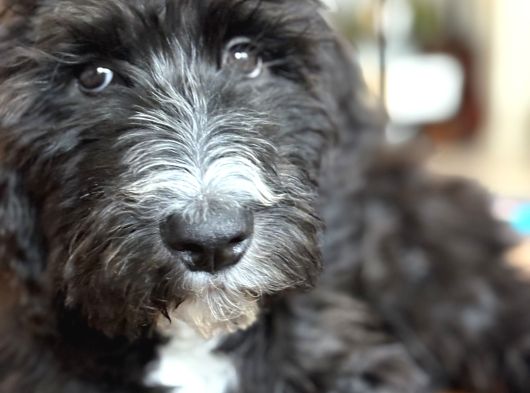 Sheepadoodle Yavrusu