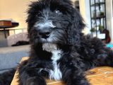 Sheepadoodle Yavrusu