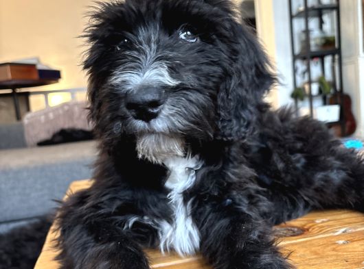 Sheepadoodle Yavrusu görsel